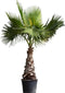 Mexicaanse waaierpalm Washingtonia robusta 225 cm