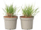 Plant in a Box - Panicum virgatum 'Heavy Metal' - Set van 2 - Vingergras - Siergras - Tuinplant - ⌀ 23 cm - Hoogte 40-60 cm