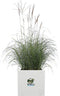 Elho Vivo Next - Plantenbak - 100% Gerecycled Plastic met Waterreservoir - Wit - L 29.5 x H 29.5 cm