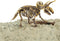 Dinobase Dino uitbikken Triceratops 3D set.