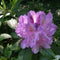 Rhododendron Catawbiense grandiflorum | Rhododendron 'Catawbiense grandiflorum' | Bomenbezorgd.nl