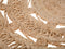 KERER - Vloerkleed - Beige - 140 cm - Jute