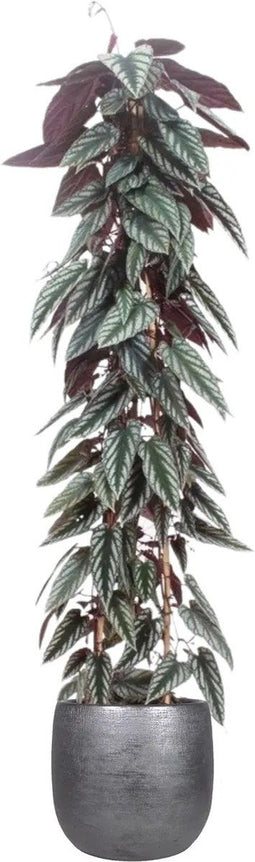 Cissus discolor (piramide) in Mira sierpot (zwart) ↨ 150cm - hoge kwaliteit planten