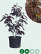 Rode Perzische slaapboom solitair Albizia julibrissin Summer chocol...