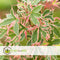 Plant in a Box - Acer palmatum 'Butterfly' - Japanse Esdoorn - Set van 2 - Winterhard - Tuinplant - Pot 19cm - Hoogte 50-60cm