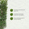Hedge to Go - Ligustrum ovalifolium Haag