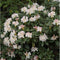 Rhododendron Cunninghams White | Rhododendron 'Cunningham's White | Bomenbezorgd.nl