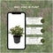 Plants by Frank | set van 6 Parelbes planten | 6x Pernettya mucronata wit | 6x wit | 12 cm Ø | 20 cm hoog | winterharde planten | tuinplanten | planten