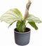 Plantenset 'Jungle Dream' (in Laos keramiek)