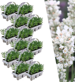Plants by Frank | 72 witte Lavendelplanten | Vaste planten | Tuinplanten | 72 x Ø7 cm | 15 cm | Lavendelplant winterhard | planten