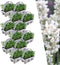 Plants by Frank | 72 witte Lavendelplanten | Vaste planten | Tuinplanten | 72 x Ø7 cm | 15 cm | Lavendelplant winterhard | planten
