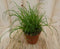 Warentuin natuurlijk - 2 stuks! Kattengras Cyperus