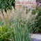 Plant in a Box - Panicum virgatum 'Heavy Metal' - Set van 2 - Vingergras - Siergras - Tuinplant - ⌀ 23 cm - Hoogte 40-60 cm