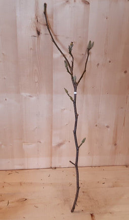 Kerstgroen Magnolia Beverbomen Tulpenboom tak