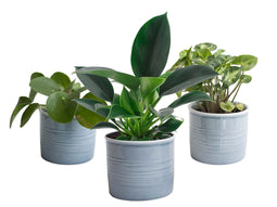 Trio ‘Stevig Groen’ in Laos keramiek (blauw) ↨ 20cm - 3 stuks - hoge kwaliteit planten