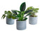 Trio ‘Stevig Groen’ in Laos keramiek (blauw) ↨ 20cm - 3 stuks - hoge kwaliteit planten