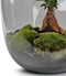 Terrarium | Eiken Tafel | Bonsai plant | Grijs glas | ↑55cm -Ø35cm