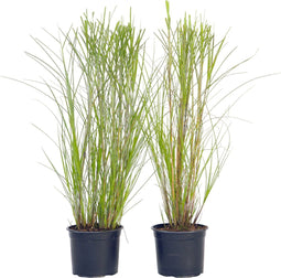 Plant in a Box - Miscanthus Gracilimus - Set van 2 - Siergrassen - Pot 23cm - Hoogte 40-60cm