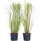 Plant in a Box - Miscanthus Gracilimus - Set van 2 - Siergrassen - Pot 23cm - Hoogte 40-60cm