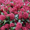 Plants by Frank - Skimmia Rubella - Wintergroene struik met rode knoppen - (3 stuks)