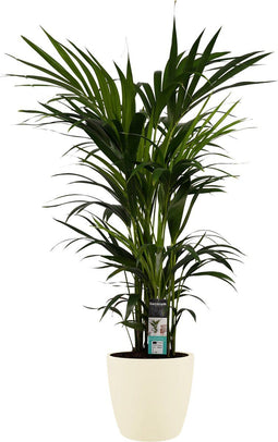 Decorum Kentia Palm - Elho brussels soap - Gerrit Stolze - Pot-plant combinaties- Hoogte 120 cm