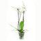 Phalaenopsis Springtime ↨ 60cm - 2 stuks - hoge kwaliteit planten