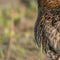 Customize it - Tuinschilderij limosa lim 130x70
