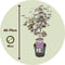 Plant in a Box - Japanse esdoorn 'Black Lace' - Set van 2 - Japanse esdoorn winterhard Limited Edition - Pot 19cm - Hoogte 60-70cm