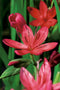 Schizosylis coccinea P9