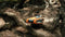 RC Auto Nikko VelociTrax: Oranje - Bestuurbare auto