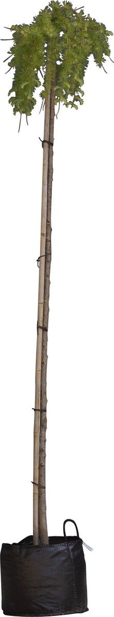 Japanse treurlork | Larix kaempferi 'Stiff Weeper' 6-10 cm 180 cm| Bomenbezorgd.nl