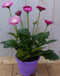 Patio Gerbera roze in grote pot