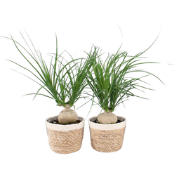 Beaucarnea Nolina in Noah Korb