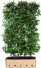 Fagus sylvatica 120 cm