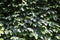 Fagus sylvatica 120 cm