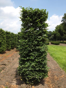 Fagus sylvatica 250 cm