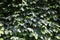 Fagus sylvatica 80 cm