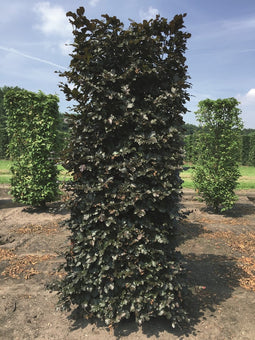 Fagus sylvatica atropunice 250 cm