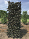 Fagus sylvatica atropunice 250 cm