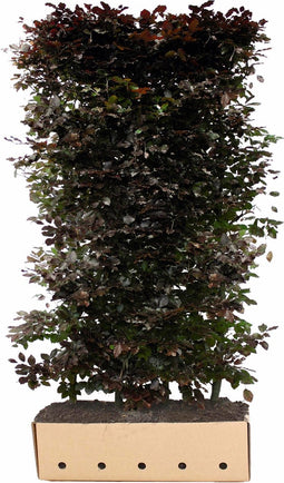 Fagus sylvatica atropunicea 200 cm