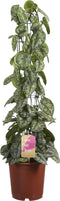 Fair Flora Scindapsus Trebie van Fachjan - 120cm