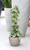 Fair Flora Scindapsus Trebie van Fachjan - 120cm