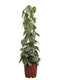 Fair Flora Scindapsus Trebie van Fachjan - 120cm