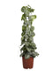 Fair Flora Scindapsus Trebie van Fachjan - 120cm