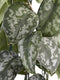 Fair Flora Scindapsus Trebie van Fachjan - 120cm