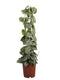 Fair Flora Scindapsus Trebie van Fachjan - 120cm