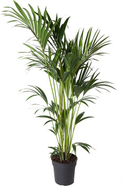 Goed & Groen - Howea Forsteriana (kentia) - Kentia Palm - XL -↨ 150cm - Potmaat 24 - Exclusieve Kwaliteit Planten - Kamer Plant - Kamerplanten - Sfeer - Interieur