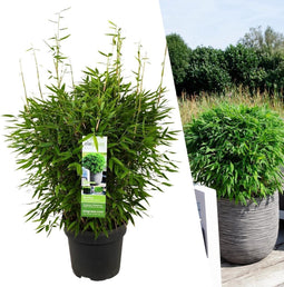 Fargesia moontears 'Boobux XL - Ø 29 cm - ↨ 70 cm