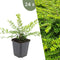 Plants by Frank | 24 Struikkamperfoelie planten | Lonicera nitida 'Maigrün' | Winterharde bodembedekker planten | tuinplanten | Winterharde vaste planten meerjarig | Winterharde tuinplanten