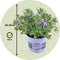 Plant in a Box - Hebe All Blooms 'Siara' - Blauw - Hebe - Set van 3 - Tuinplant - Winterhard - Pot 13cm - Hoogte 30-35cm